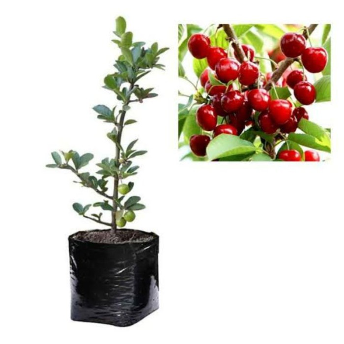 Bibit Buah Ceri Jepang