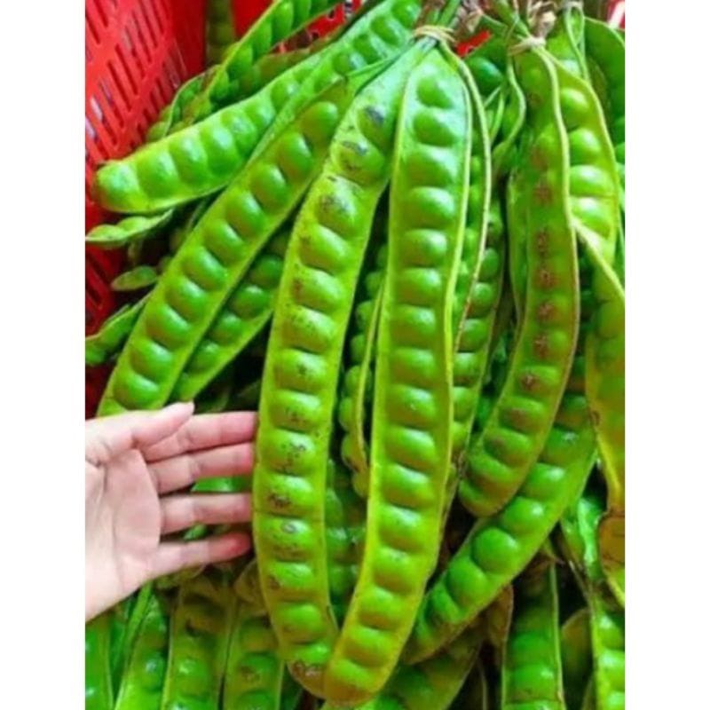 Pete Jawa Segar 1 Papan / Petai 01