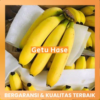 Bibit Tanaman Pisang Sunpride