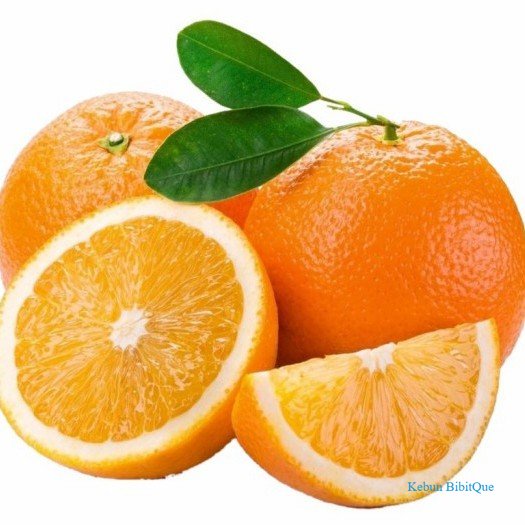 1 Bibit / Benih / Seeds Buah Jeruk Mandarin Ponkam Manis Orange Fruit