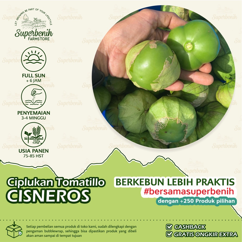 Benih murah 3 Biji - Benih Ciplukan CISNEROS, Tomatillo Hijau Jumbo