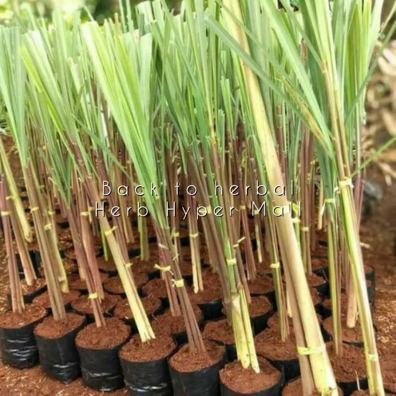 

BIBIT SEREH MERAH/SEREH WANGI TERBAIK