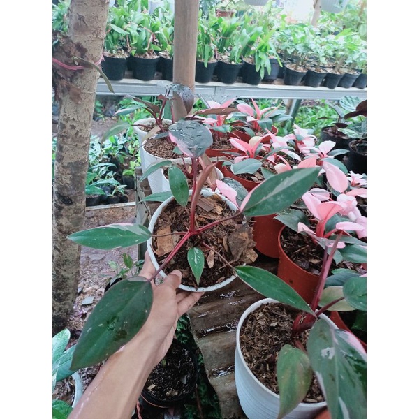 philodendron pink princess / Tanaman hias pilo pink princes marbel / Termurah / Terlaris