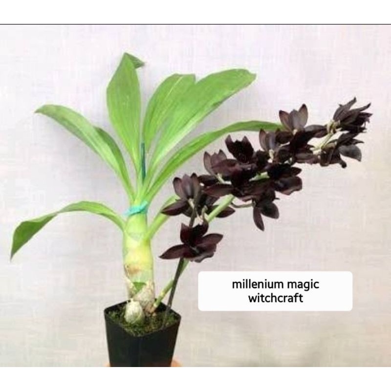 ANGGREK CATASETUM CLOWESETUM FDK MILLENIUM MAGIC WITCH CRAFT
