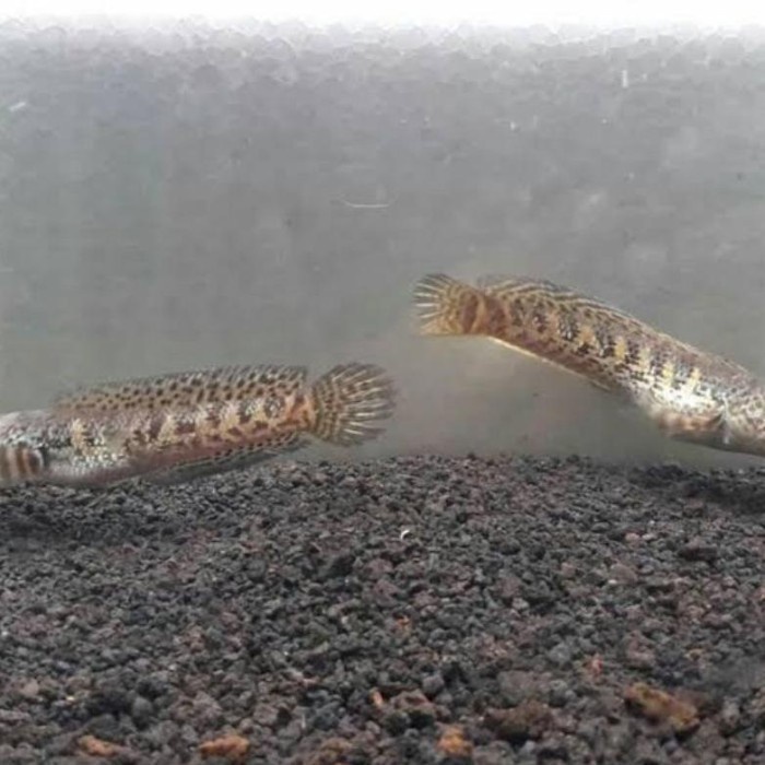 BARU MASUK real baby channa auranti 4-5cm (cb) full pelet, dot sudah