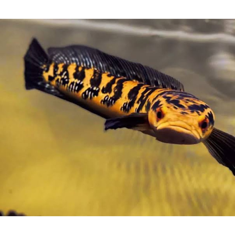 predator fish channa maru yellow sentarum maru ys mata merah Replika