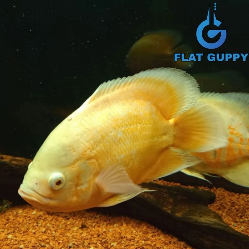 Oscar Yellow Lemon Baby 3-7 cm