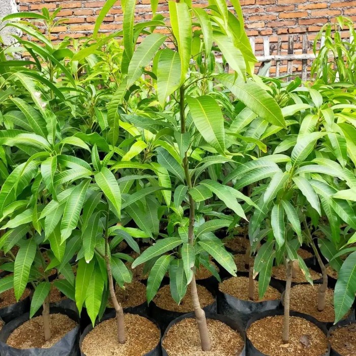 Bibit Mangga Miyazaki Tinggi 1 Meter Up Batang Besar