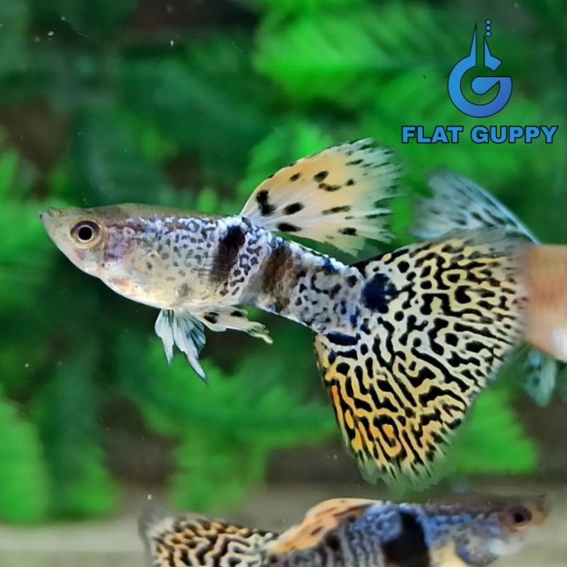 Bisa COD Yellow Tiger King Cobra