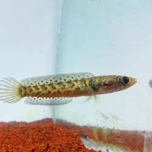 baby auranti maculata 3-5cm