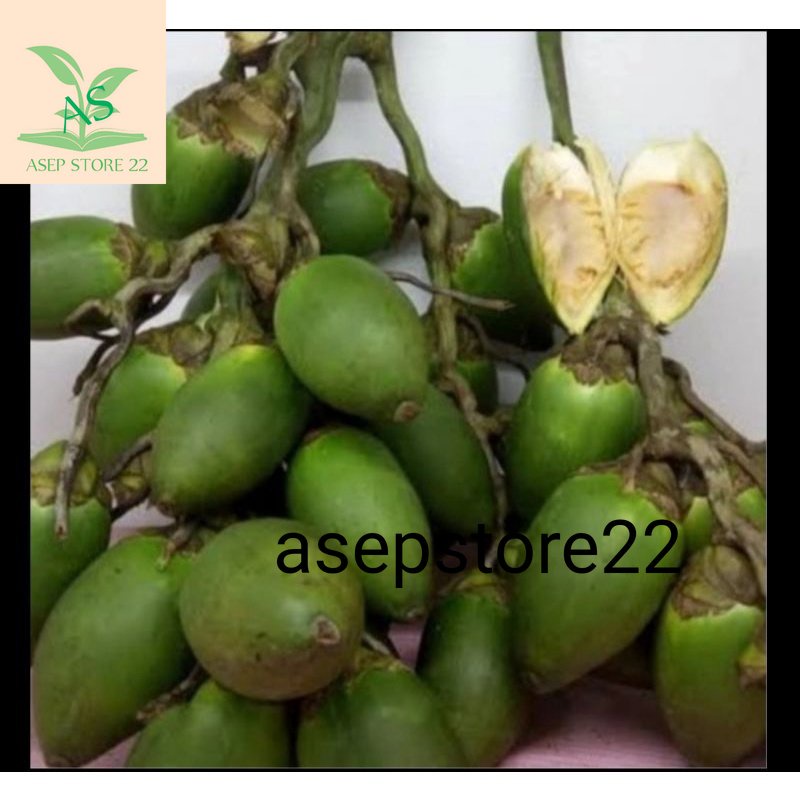 

Buah pinang muda fresh segar 1 kg