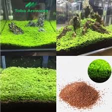 YGRETTE - Bibit Rumput Aquascape Benih Bibit Rumput Aquarium Ikan Hias Seed Plant Grass