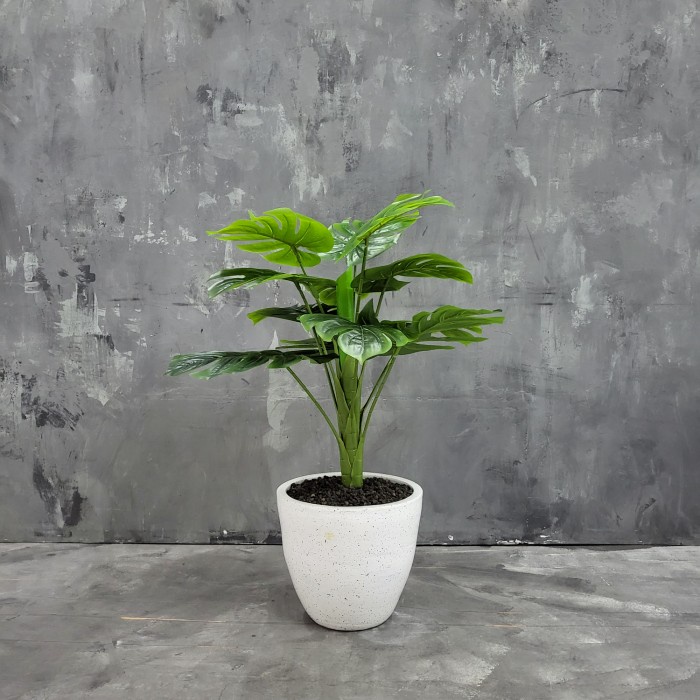 TANAMAN HIAS DAUN JANDA BOLONG LATEX GRADE A 100% IMPORT -JB011