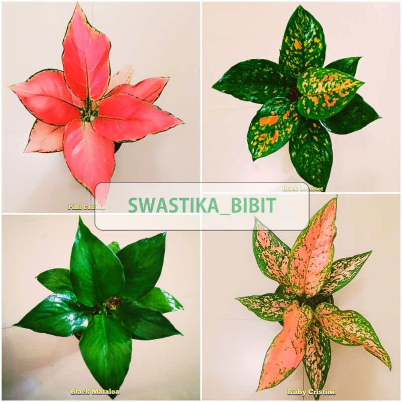 Paket 4 bunga aglonema sesuai gambar