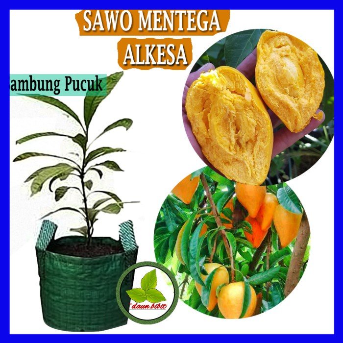 Bibit Sawo Mentega | Yellow Sapote | Alkesa Bisa Cod