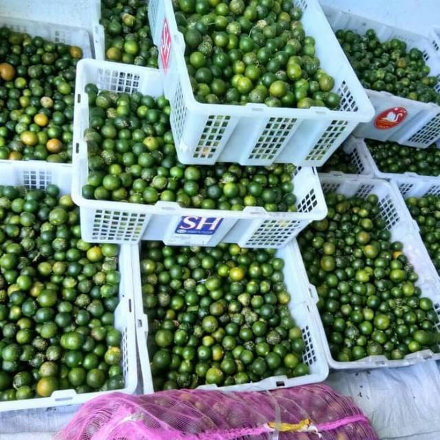 

(Terlaris) Jeruk sonkit kunci lemon cui kasturi 500gr (03)