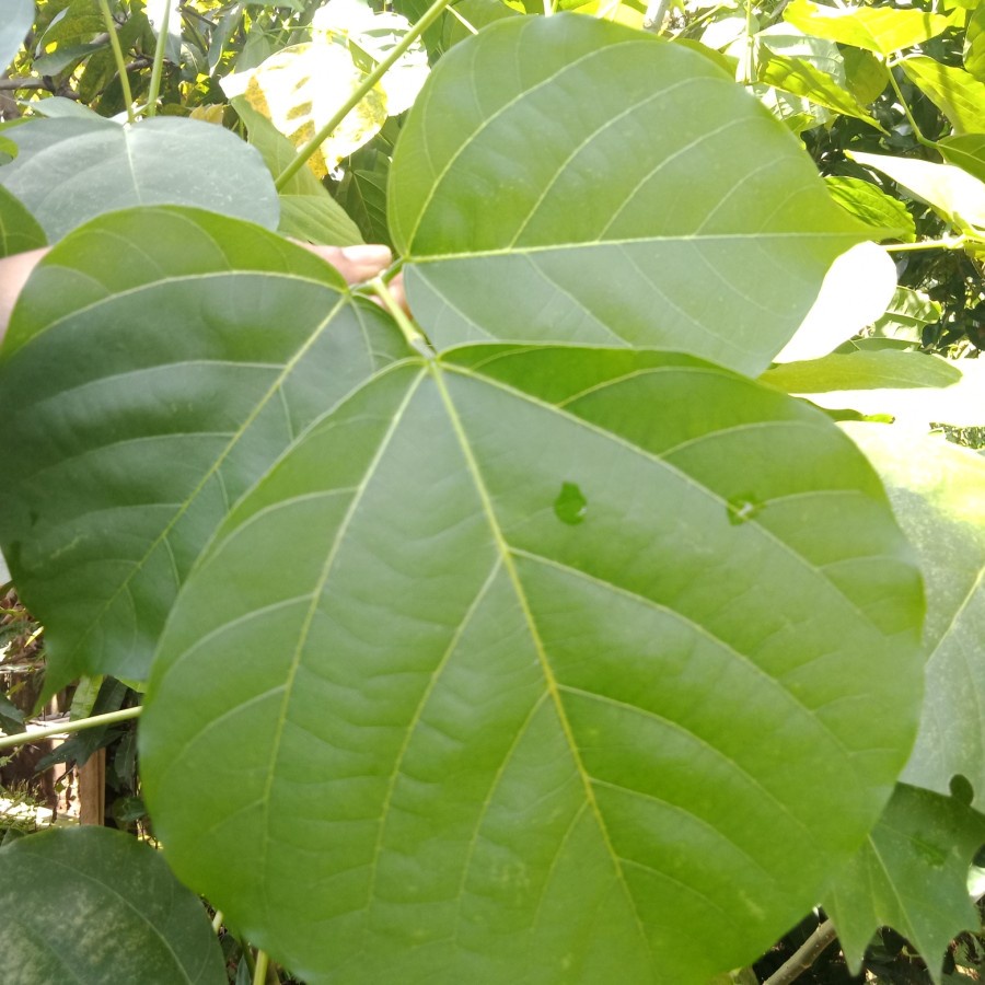 

daun dadap /daun dadap serep penurun panas segar
