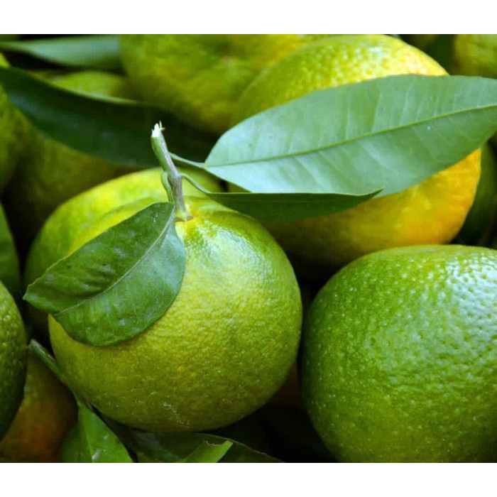 Bibit Tanaman Jeruk Baby -Java Baby Pacitan