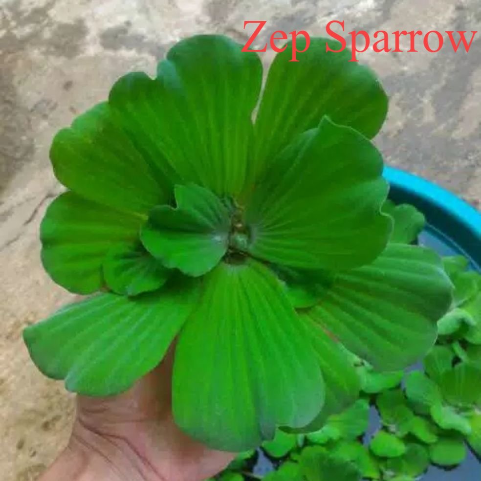 tanaman ki apu apu tanaman hias air tawar tanaman air indah tempat sembunyi ikan hias