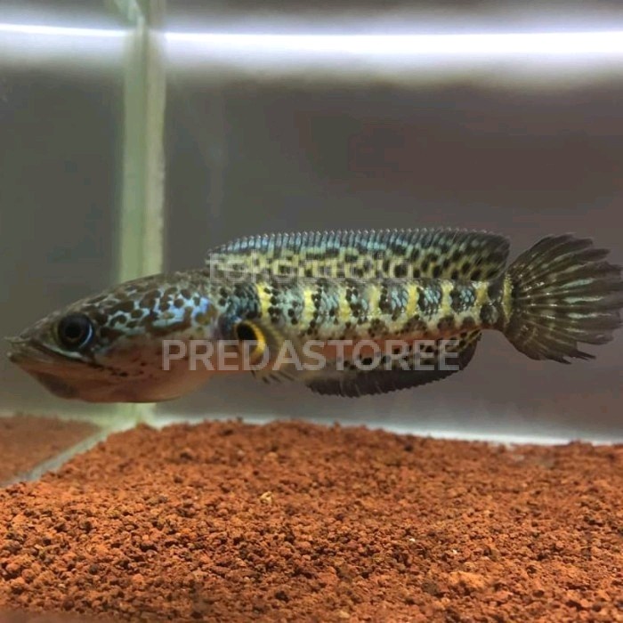 Baby Channa Auranti 10cm