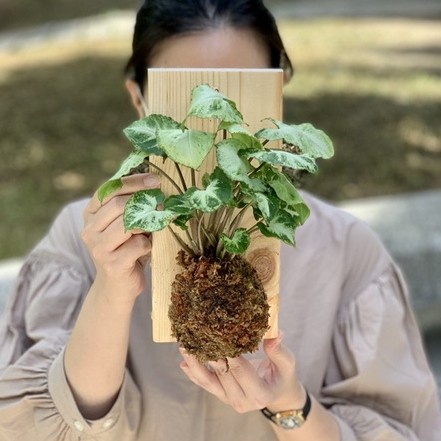 Wall of fame - Syngonium Mini Pixie