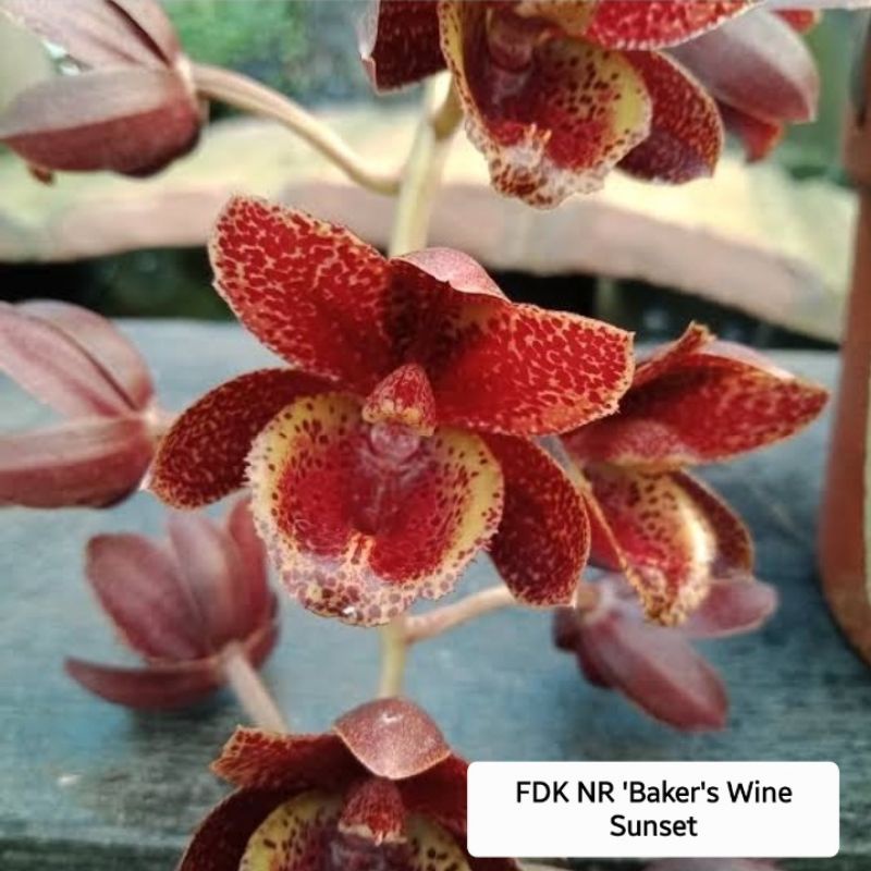 ANGGREK CATASETUM CLOWESETUM FDK N.R BRAKER'S WINE SUNSET