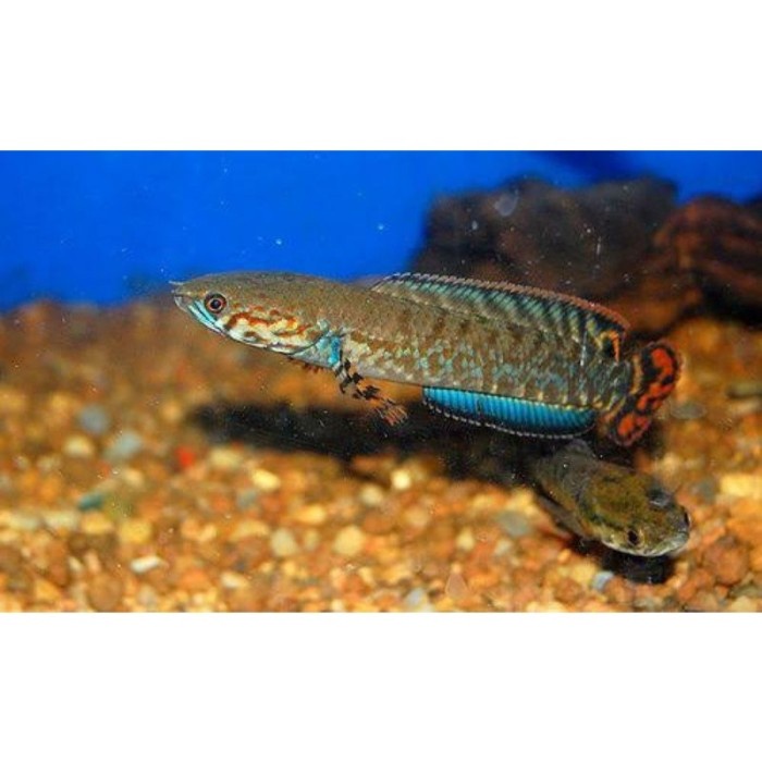 Channa Bleheri Baby 4-5cm