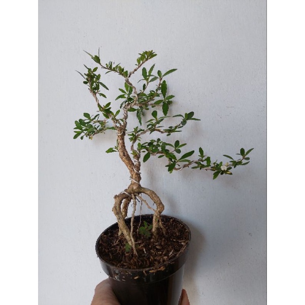 tanaman bonsai serbin medium (bonsai seribu bintang siap display ) cakri kembang / BISA COD