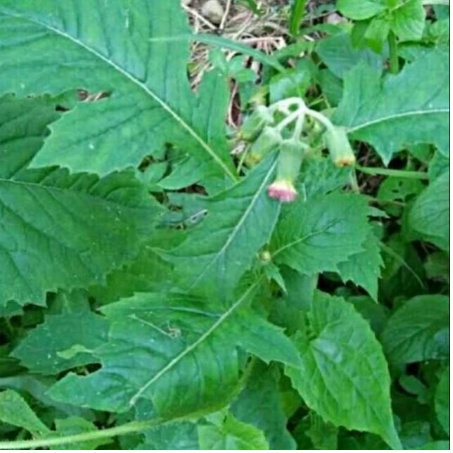 

DAUN SINTRONG SEGAR TERBAIK 1KG LANGSUNG PETIK