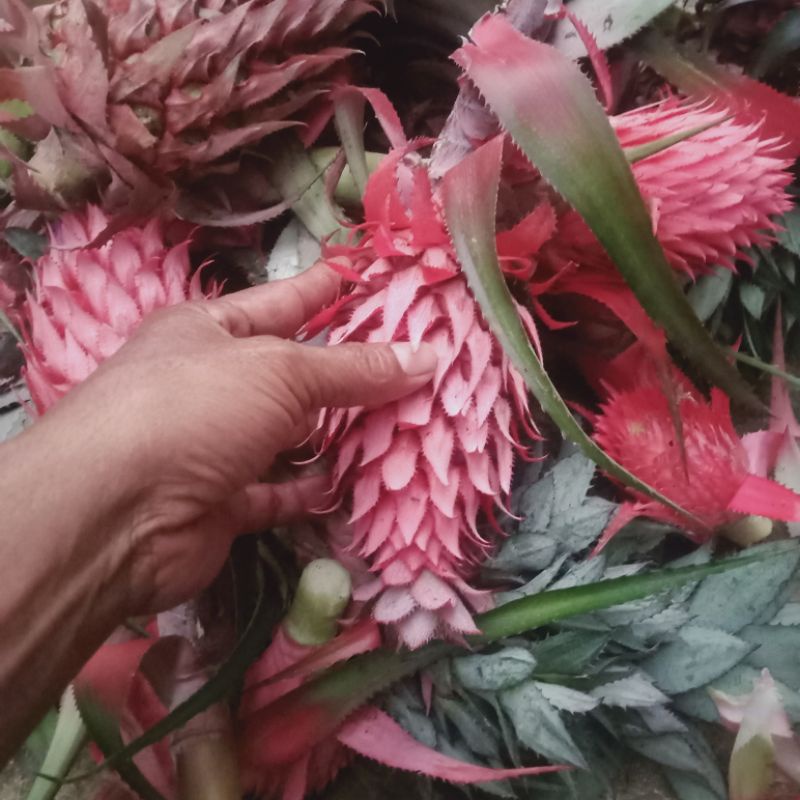 

Buah Nanas Merah Segar