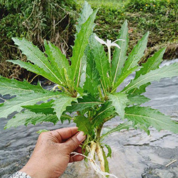 

Daun tolod/laurentina longiflora 500 gram