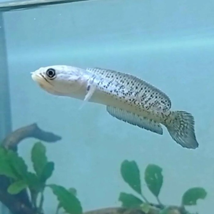 Stewarti karbialong full dot pilihan 8-10 cm - Stewarti, 4-5 cm - Stewarti, 6-7 cm