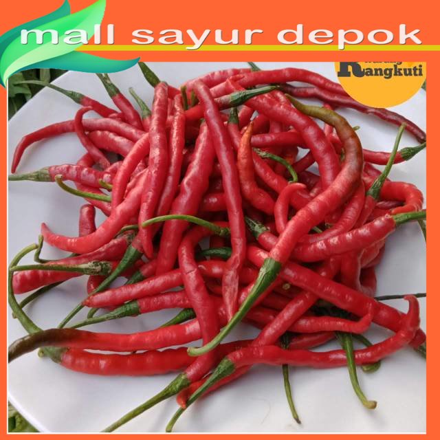 

Cabe Merah Keriting