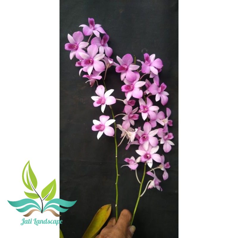 Anggrek Dendrobium Mentangai keki