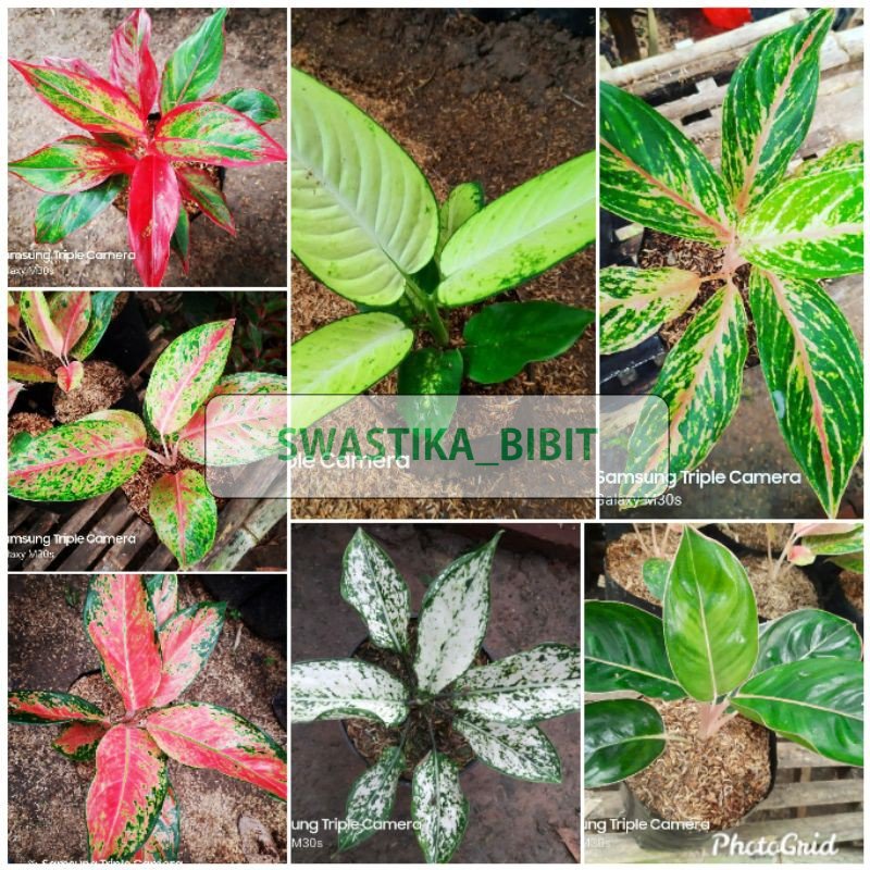 paket 7 jenis bunga aglonema lokal