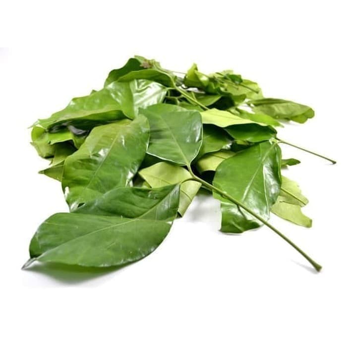 

[Ready Stock] Daun Melinjo / Gnetum Gnemon / 100 gram