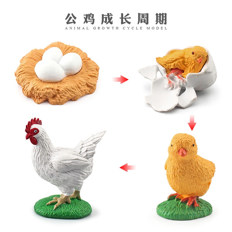 Mainan Binatang Edukasi Anak TK SD Hewan Belajar Mengenal Metamorfosis Simulasi hewan mainan edukatif pertumbuhan siklus hidup Montesori tk alat peraga katak ikan ayam nyamuk