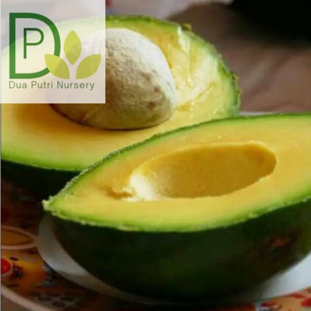 Bibit alpukat  miki asli unggul/alpukat mentega miki asli