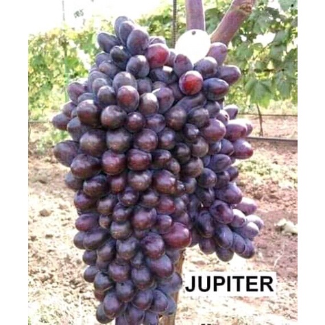 BIBIT ANGGUR IMPORT JUPITER