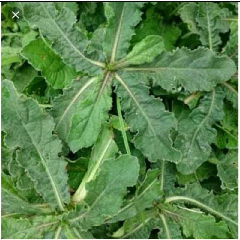 

tapak Liman segar herbal daun diambil dadakan daun organik