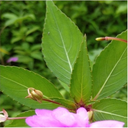 

DAUN PACAR AIR/PACAR TERE MURAH SEGAR OBAT HERBAL OBAT TRADISIONAL OBAT ALAMI