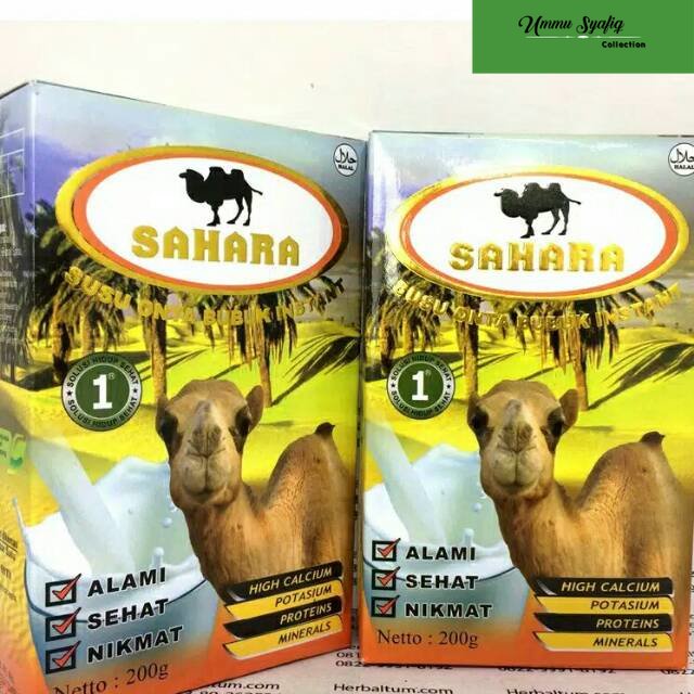 

Susu unta susu onta sahara