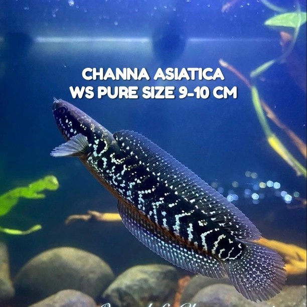 Channa asiatica ws pure baby chana top grade