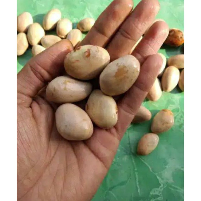 [Ready Stock] BIJI NANGKA 1KG ATAU BETON NANGKA