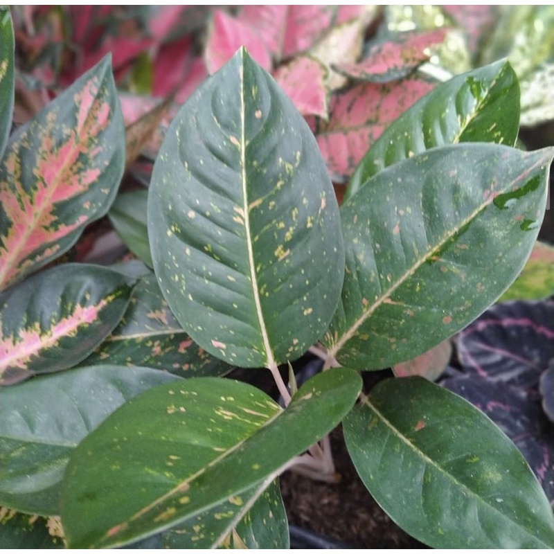 AGLONEMA BIGROY HIJAU - AGLAONENA LULAIWAN / Tanaman hias indoor & outdoor