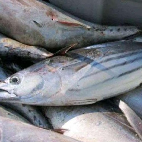

ikan cakalang jumbo pasar online makassar