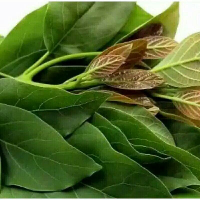 

20 Lembar - Daun Alpukat Segar terbaik obat herbal obat tradisional obat alami