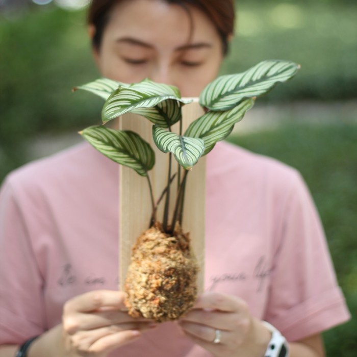 Wall of fame - Pin Stripe Calathea