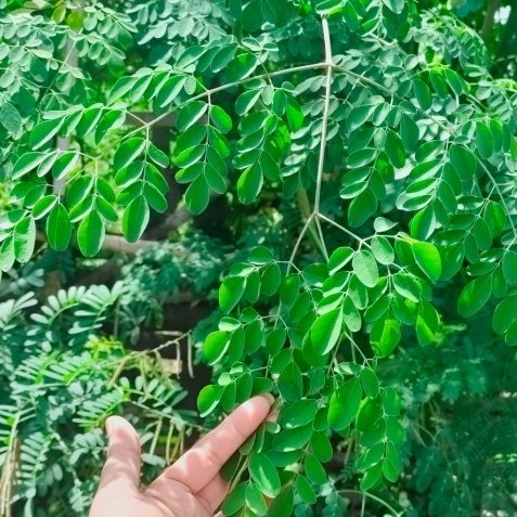 

Bibit Batang Pohon Kelor Stek Batang Langsung Tumbuh Buy 1 Get 1 Free