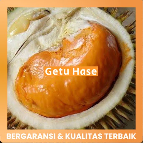 bibit durian tembaga super